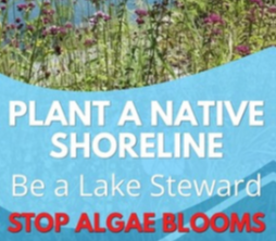 Shoreline - STOP Algae