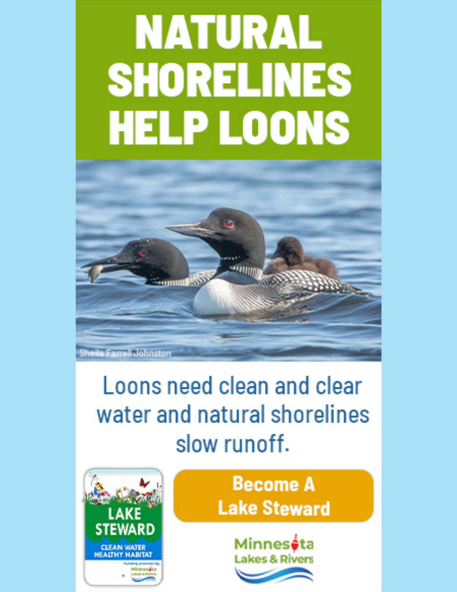 Lake Steward Poster - Loon
